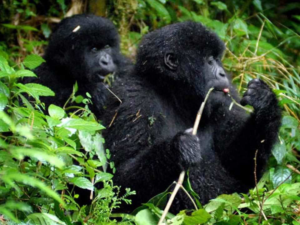 Rwanda Gorillas - Rwanda Safaris