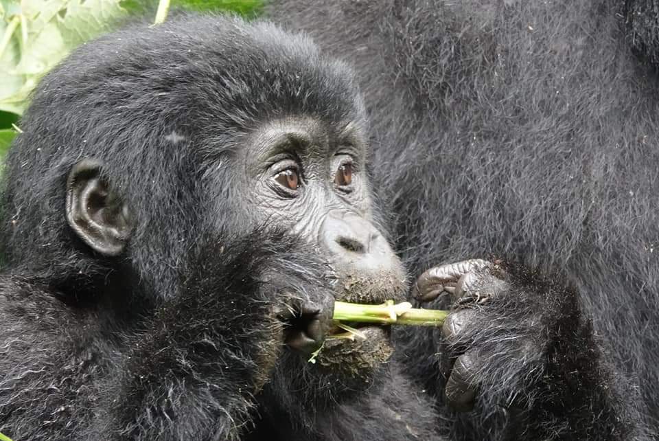 gorilla-trekking