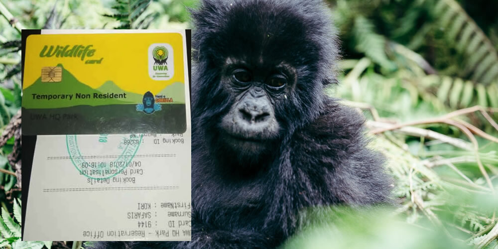 cost-of-gorilla-trekking-tours-in-Uganda-&-Rwanda