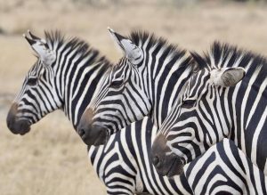 Zebras-Lake-Mburo