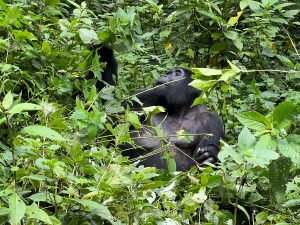 Gorilla-trekking-Bwindi-Forests