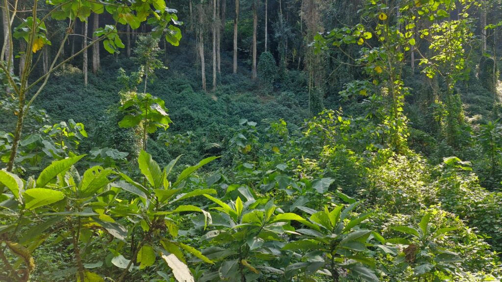 Bwindi-forest-Uganda