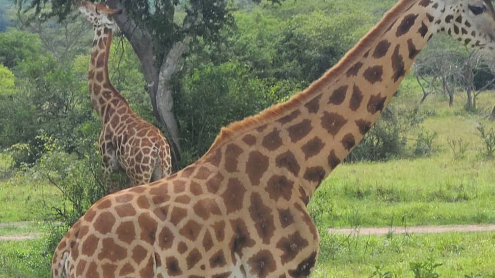 wildlife-safari-Murchison-falls-national 