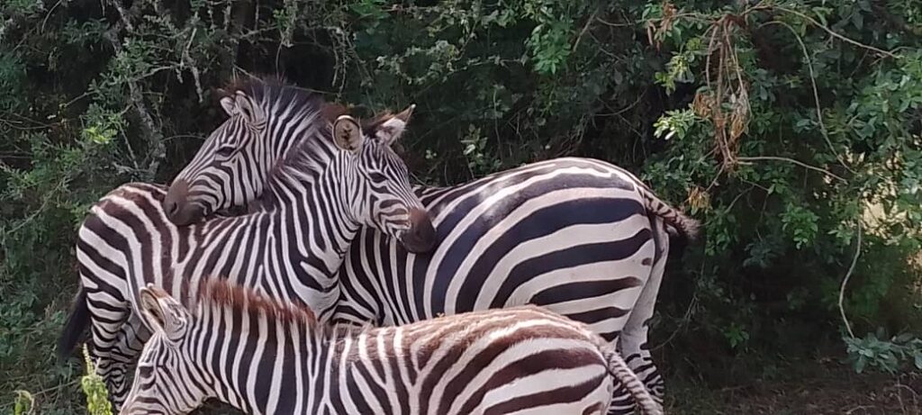zebras-in Lake-mburo-national park.