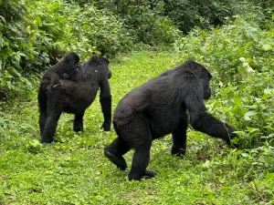 gorilla-safari-uganda