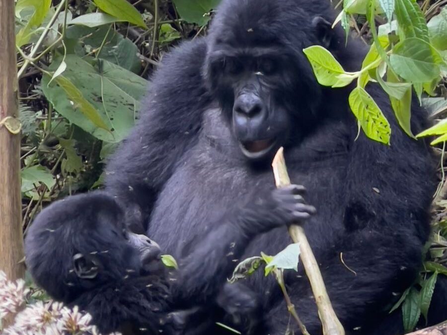 mountain gorillas