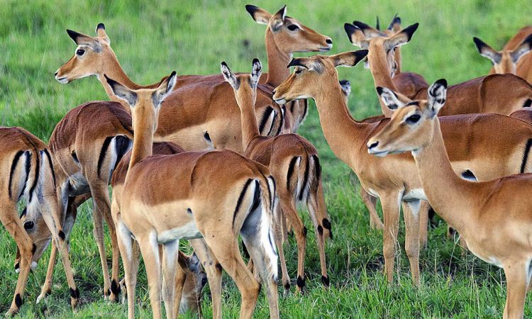 Antelopes-Impala