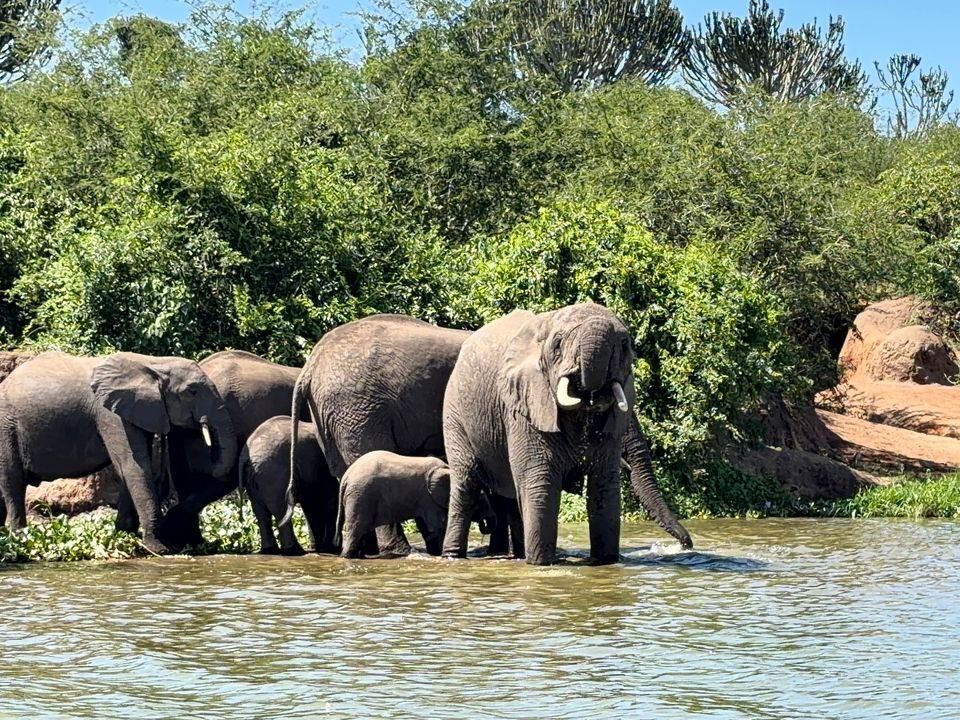 Elephants in queen NP